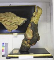 Collezione di Anatomia Patologica e Teratologia Veterinaria