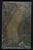 Uccelli - Accipiter palumbarius