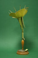 Modello di fiore (famiglia Onagraceae)