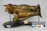 Collezione di Anatomia degli Animali Domestici