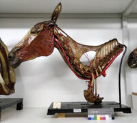 Collezione di Anatomia degli Animali Domestici