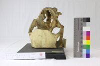 Collezione di Anatomia Patologica e Teratologia Veterinaria