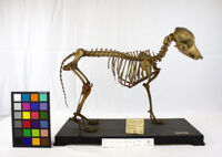 Collezione di Anatomia Patologica e Teratologia Veterinaria