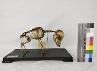 Collezione di Anatomia degli Animali Domestici