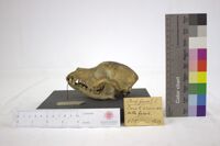 Collezione di Anatomia Patologica e Teratologia Veterinaria