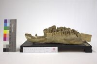 Collezione di Anatomia Patologica e Teratologia Veterinaria