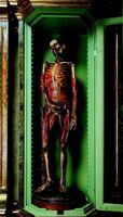 scheletro umano maschile