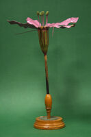 Modello di fiore (famiglia Lythraceae)