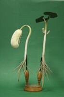 Modello di pianta in germinazione (famiglia Fabaceae)
