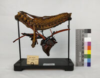 Collezione di Anatomia degli Animali Domestici