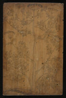 Botanica - Pastinaca sativa, Carota vera, Daucus Tyburtinum folio Pyretri