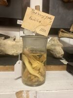 Collezione di Anatomia Patologica e Teratologia Veterinaria