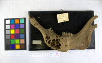 Collezione di Anatomia Patologica e Teratologia Veterinaria