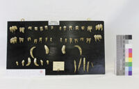 Collezione di Anatomia degli Animali Domestici