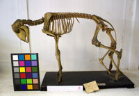 Collezione di Anatomia Patologica e Teratologia Veterinaria