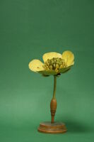 Modello di fiore (famiglia Ranunculaceae)