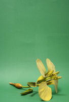 Modello di Brassica napus oleifera (famiglia Brassicaceae)