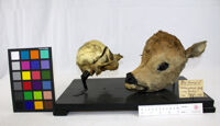 Collezione di Anatomia Patologica e Teratologia Veterinaria