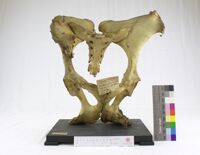 Collezione di Anatomia Patologica e Teratologia Veterinaria