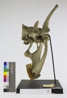 Collezione di Anatomia Patologica e Teratologia Veterinaria