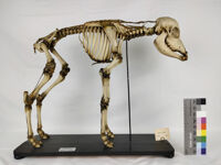 Collezione di Anatomia degli Animali Domestici