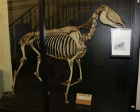 Collezione di Anatomia degli Animali Domestici