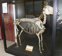 Collezione di Anatomia degli Animali Domestici