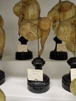 Collezione di Anatomia degli Animali Domestici