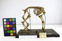 Collezione di Anatomia Patologica e Teratologia Veterinaria