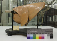 Collezione di Anatomia degli Animali Domestici