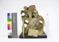 Collezione di Anatomia Patologica e Teratologia Veterinaria