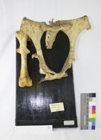 Collezione di Anatomia Patologica e Teratologia Veterinaria