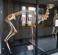 Collezione di Anatomia degli Animali Domestici