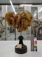 Collezione di Anatomia degli Animali Domestici