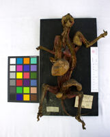 Collezione di Anatomia Patologica e Teratologia Veterinaria