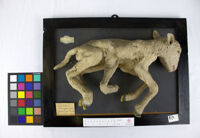 Collezione di Anatomia Patologica e Teratologia Veterinaria