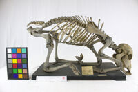 Collezione di Anatomia Patologica e Teratologia Veterinaria