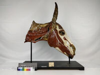 Collezione di Anatomia degli Animali Domestici