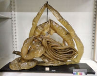 Collezione di Anatomia degli Animali Domestici