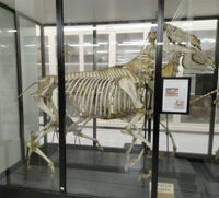 Collezione di Anatomia degli Animali Domestici