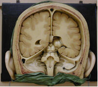 modello anatomico