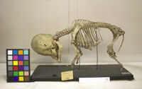 Collezione di Anatomia Patologica e Teratologia Veterinaria