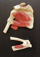 modello anatomico