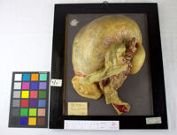 Collezione di Anatomia Patologica e Teratologia Veterinaria