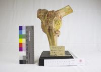 Collezione di Anatomia Patologica e Teratologia Veterinaria