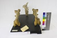 Collezione di Anatomia Patologica e Teratologia Veterinaria