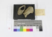 Collezione di Anatomia Patologica e Teratologia Veterinaria