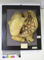 Collezione di Anatomia Patologica e Teratologia Veterinaria