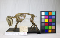 Collezione di Anatomia Patologica e Teratologia Veterinaria