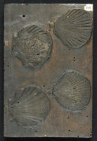 Museo dei metalli - 1.&2. Pectinites utrinq[ue] auritus. / 3.& 4.Chamapectines